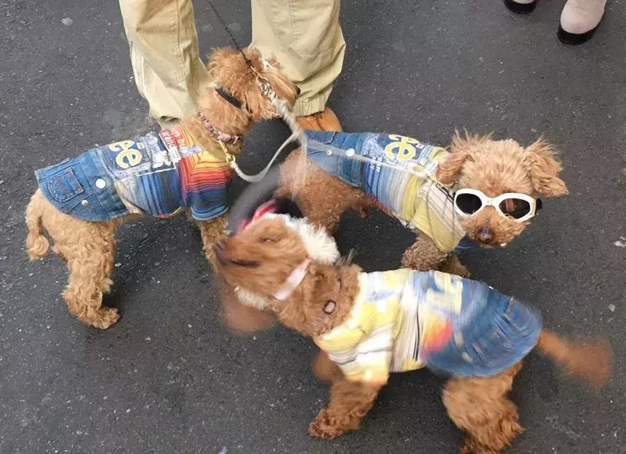 宠物经济背后的真实故事,宠物经济现状大爆发