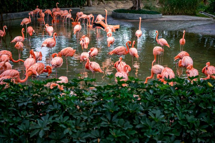 星湖冬日燃情，比落羽杉还要红的是什么？#我和湿地有个约会#