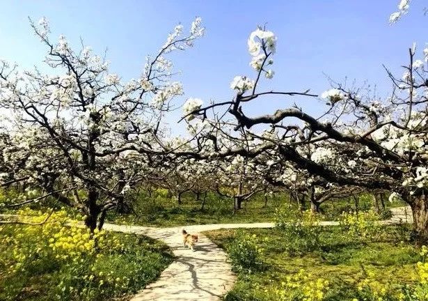 京郊四月美景,京郊四月