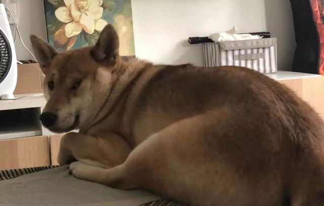 铲屎的都是因为啥和狗吵架，原谅我笑出了声