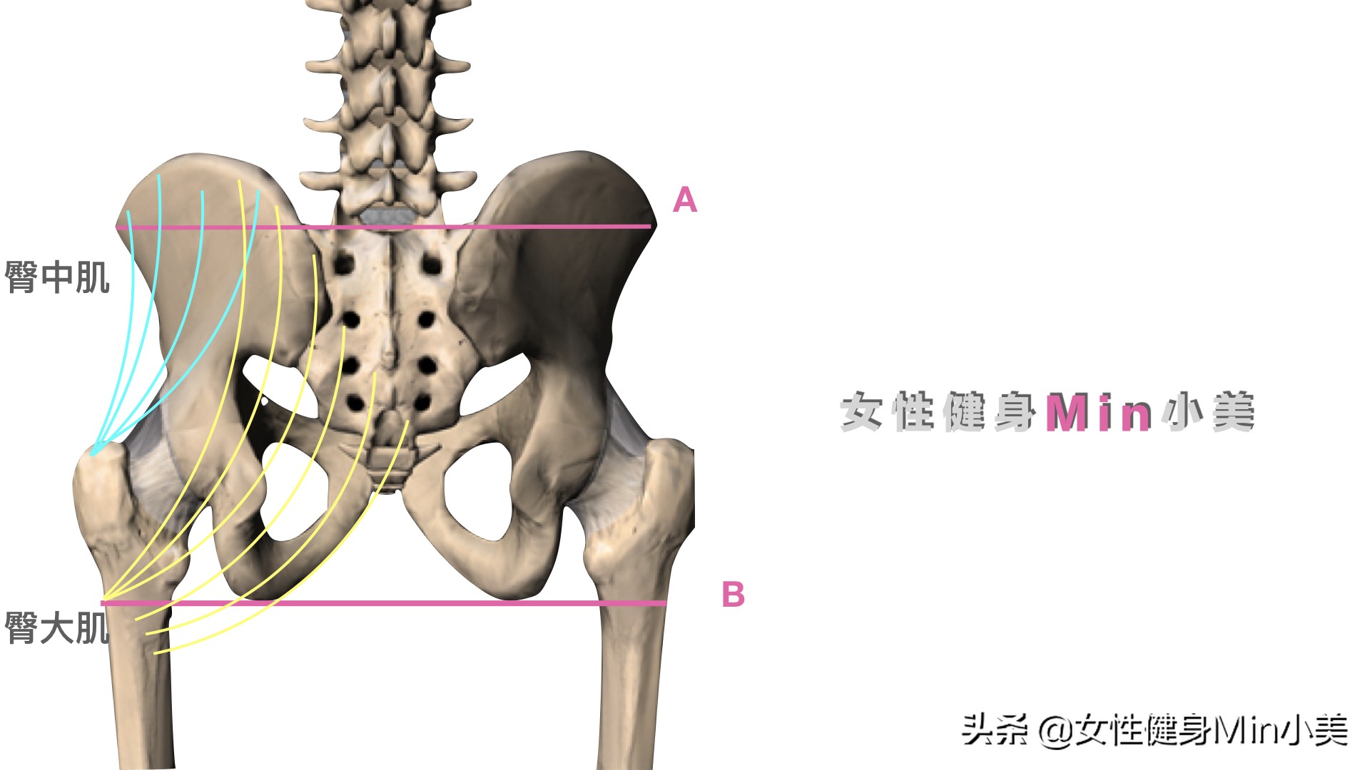 臀中肌变大是怎么回事,臀凹陷不能全是练臀中肌解决