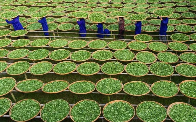 红茶的制作揉捻到什么程度最好,红茶萎凋技术和方法