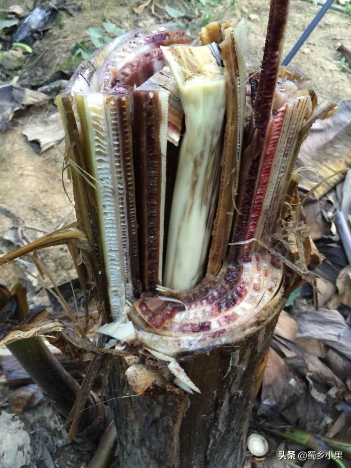 如何预防香蕉黄叶病,香蕉叶斑病的防治