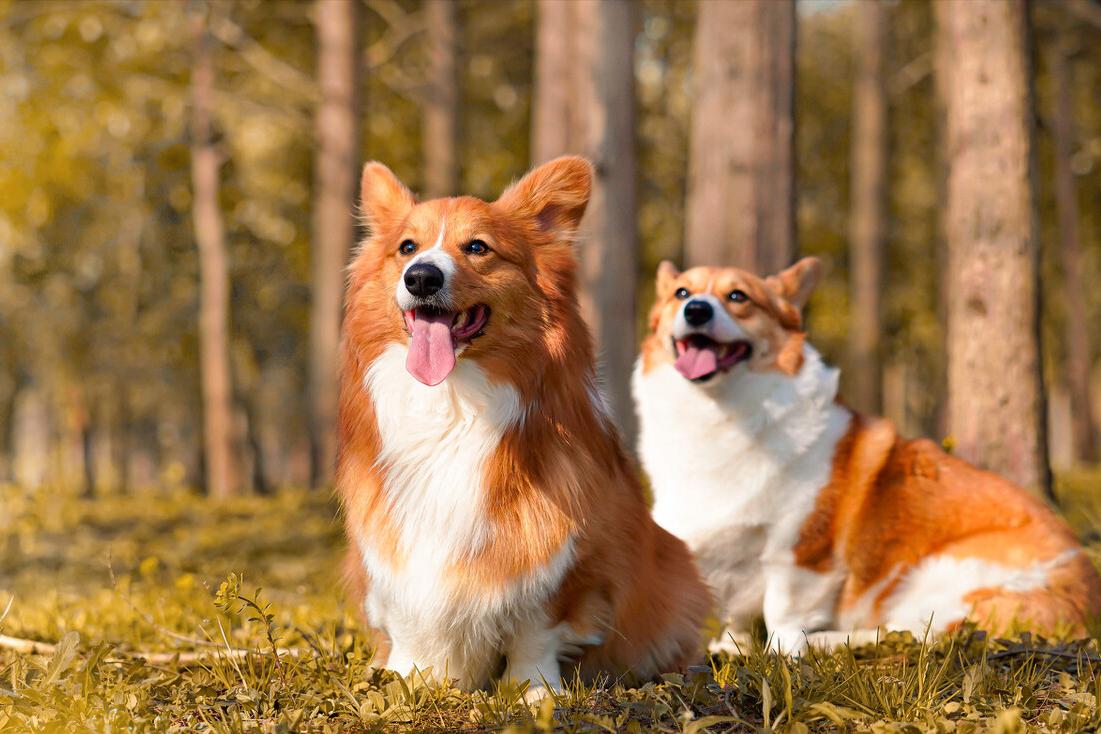 柯基幼犬第一天到家注意什么,饲养柯基6大禁忌你做过几个