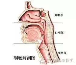 慢性咽炎冷冻可以除根吗,慢性咽炎除根的西药