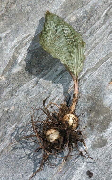 绿山墙的安妮解析,绿山墙的安妮全文解析