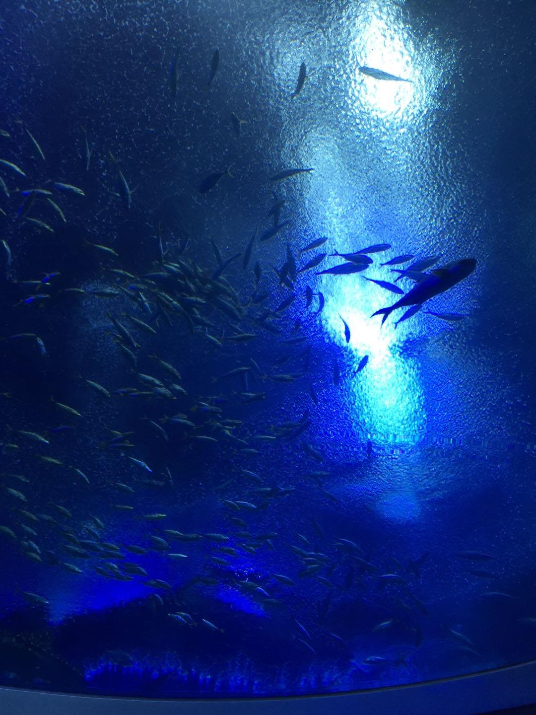 珠海长隆海洋王国附近美食,珠海长隆海洋王国官网预约