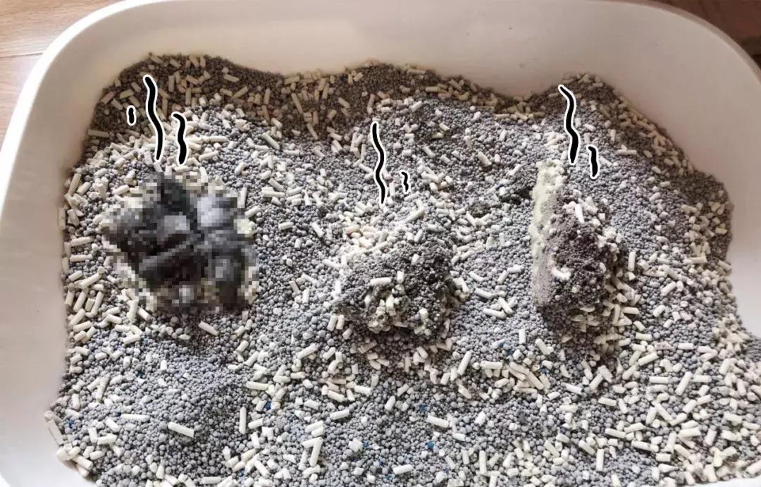 猫屎太臭事件,猫屎的来历