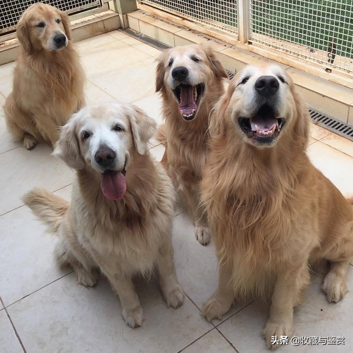 世界上昂贵的25个犬种