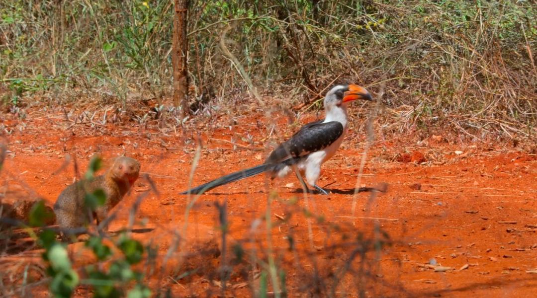 豆瓣9.6！娃刷到停不下来，还能看出人生大道理
