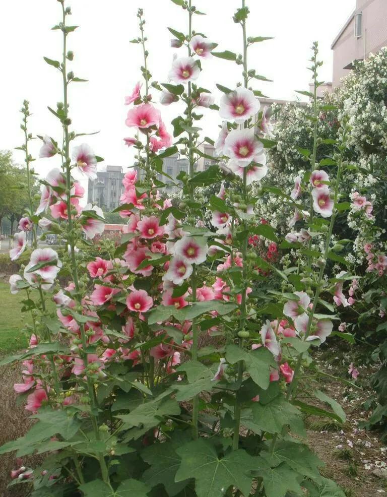十种动植物名称及特征,动植物植物知识科普大全