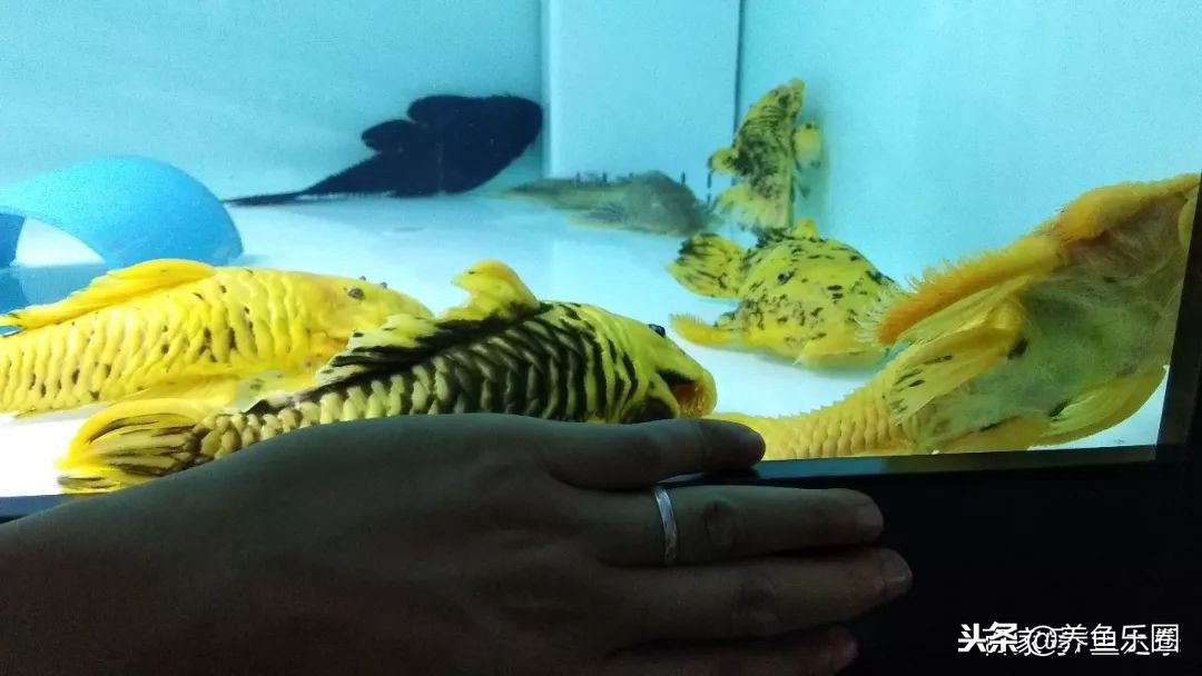 这位土豪家的渔场,光滤材就花了500多万,你确定不要见识一下?