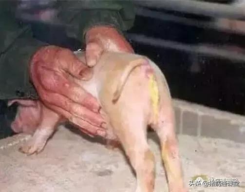 养猪的十大经验和方法,养猪技术教学母猪产仔奶水不足