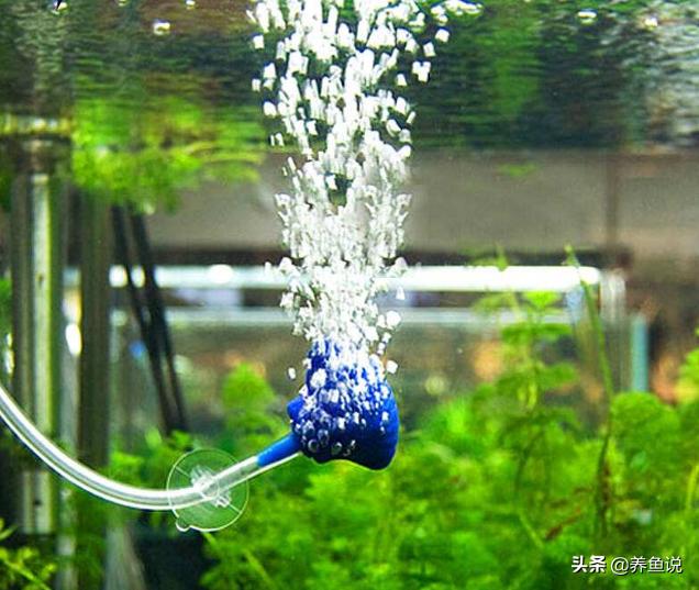 观赏鱼在水面一直张嘴呼吸不缺氧,鱼缸观赏鱼状态不好怎么办