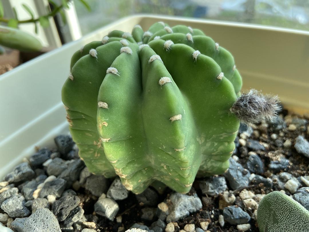 仙人掌介绍60多种独特的仙人掌,仙人掌开花的美图