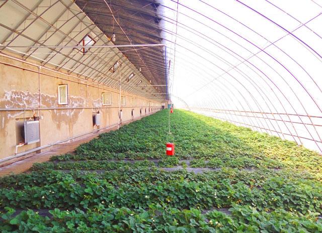 秋季大棚草莓的高产栽培技术,大棚草莓种植技术开始发展起来