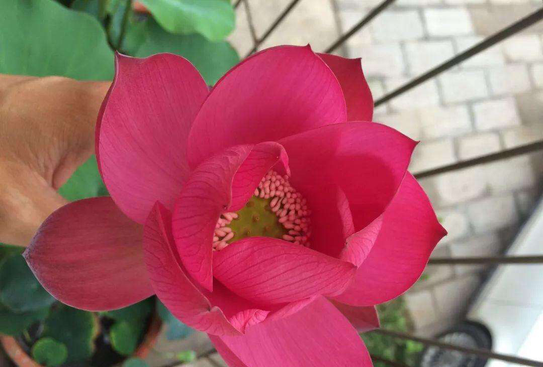 庭院养殖荷花怎么才能开花,有院子养什么花