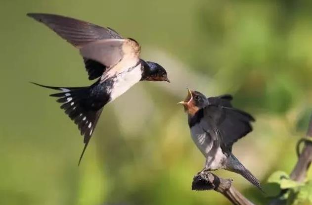 高清童年常见飞禽篇(值得珍藏)