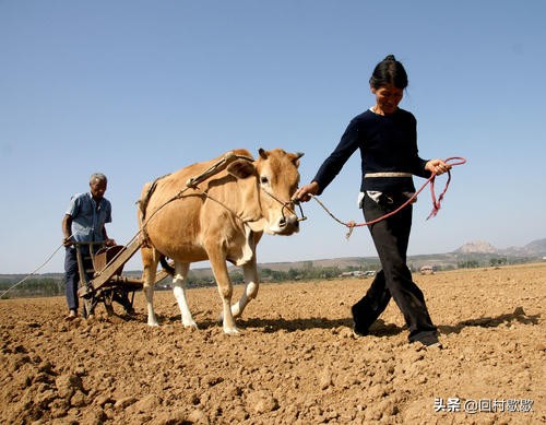 农村农民常用的农具锄头,90年代农村老工具锄头