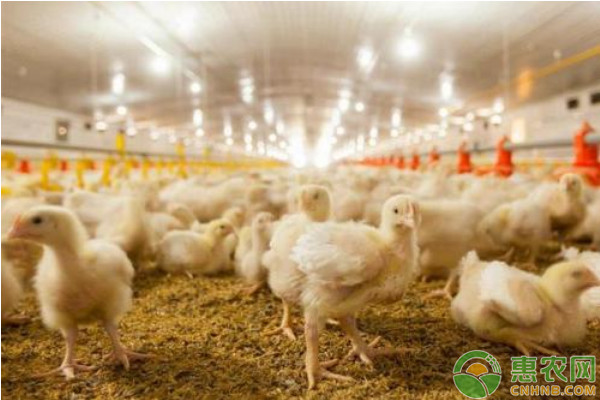 土鸡养殖风险,农村散养土鸡风险