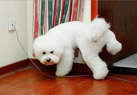 狗狗在家乱尿怎么控制,怎么解决狗狗在家乱拉乱尿的问题