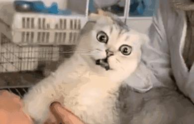 猫咪很臭又不能洗澡的时候怎么办,两个月的猫咪没洗澡太臭了怎么办