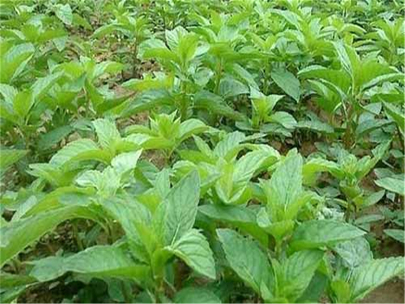 薄荷种植怎么管理,薄荷种植技术和管理方法