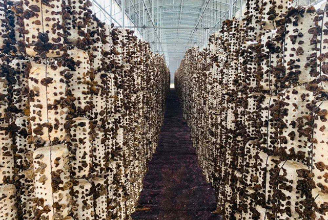 小木耳养殖致富,小木耳菌种怎么种植呢