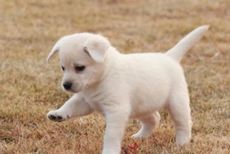 狗狗太怕铲屎官该怎么办,狗狗坚决不想走路跟铲屎官杠到底