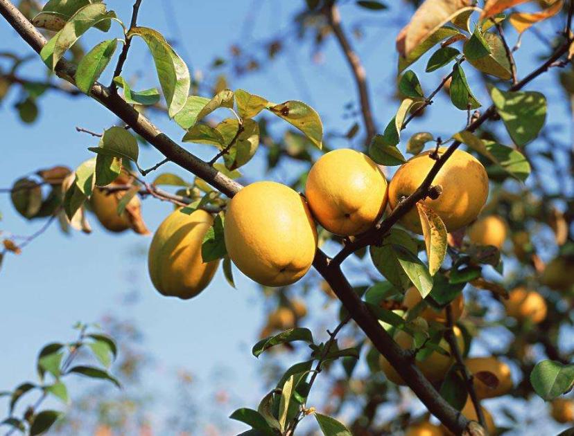 木瓜怎么判断好坏,怎么判断木瓜的成熟程度