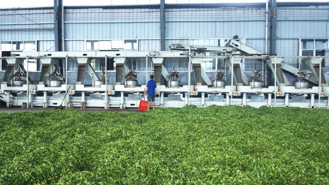 毛峰茶鹤峰茶,鹤峰茶明前茶