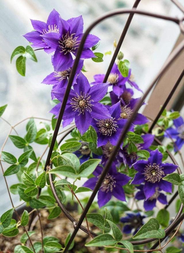 铁线莲的秋季养护方法,铁线莲过夏怎么养