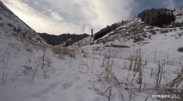 这位“女汉子”在*疆新**，把狼养成了哈士奇，就是经常揍狼的那个