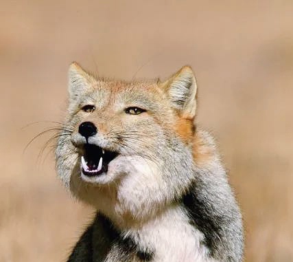 30个关于动物的冷知识,关于动物的冷知识50字