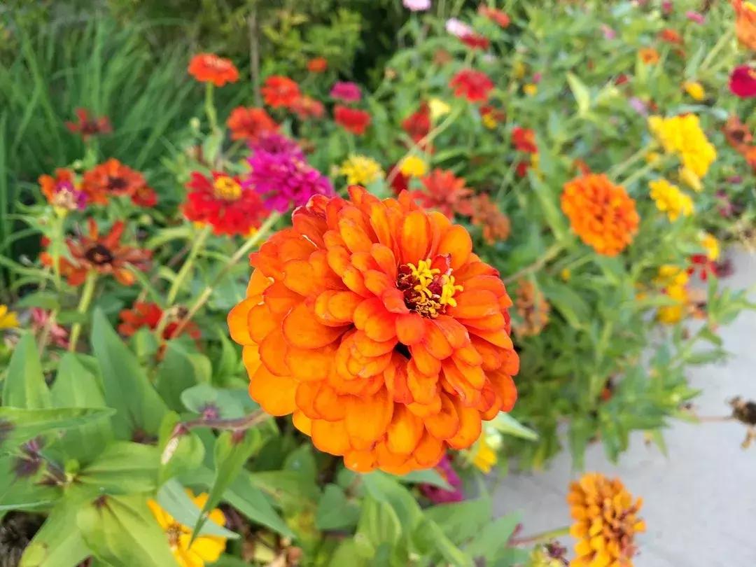 体验火车观光不用去火车站，来北京这个免费公园就可以！距市中心18公里，人少适合闲逛！