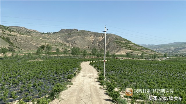 短视频丨【决战决胜脱贫攻坚】通渭李家店乡：脱贫致富的“黄金”产业——金银花