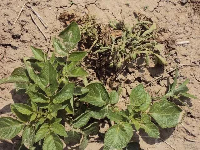 马铃薯的地下害虫有哪些,马铃薯种植技术及病虫害防治