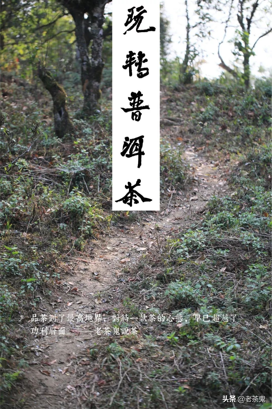 老鬼说茶玩转普洱茶,玩转普洱茶老茶鬼说茶