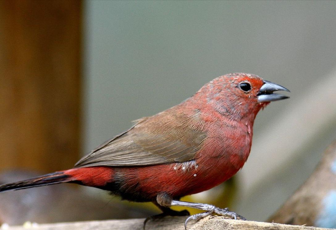 东江揽胜,惠州淡水常见鸟类图谱