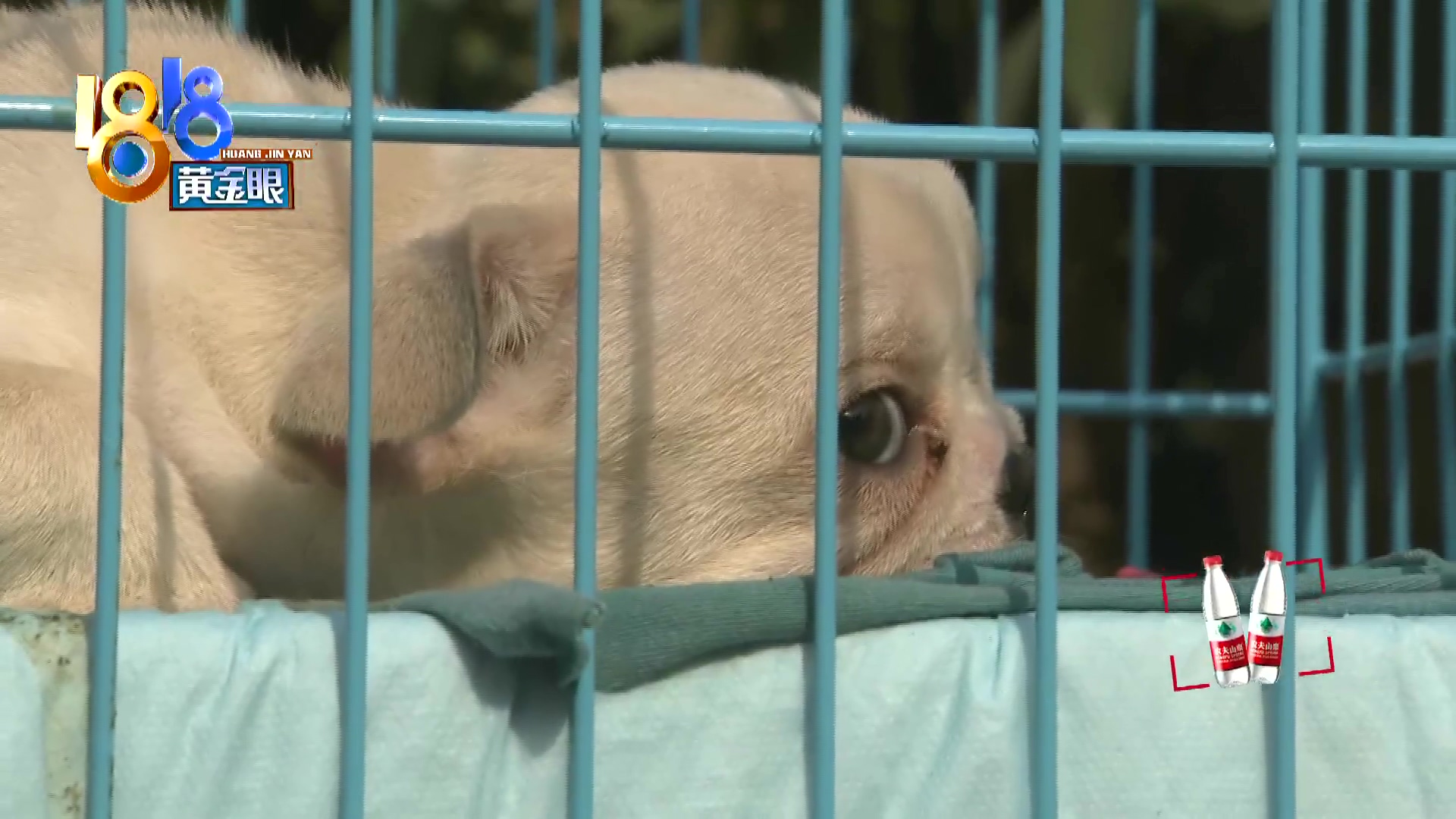 刚买10天不到的小狗被炖了,买来三天小狗就腿站不直了