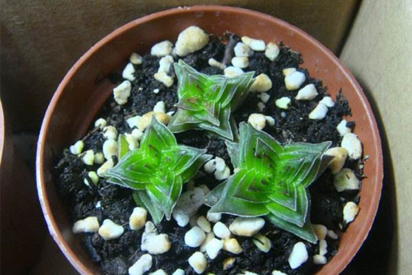 茜之塔如何养得肥大,茜之塔好养不