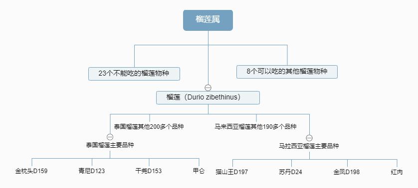 榴莲是不是热带水果之王,热带水果榴莲视频