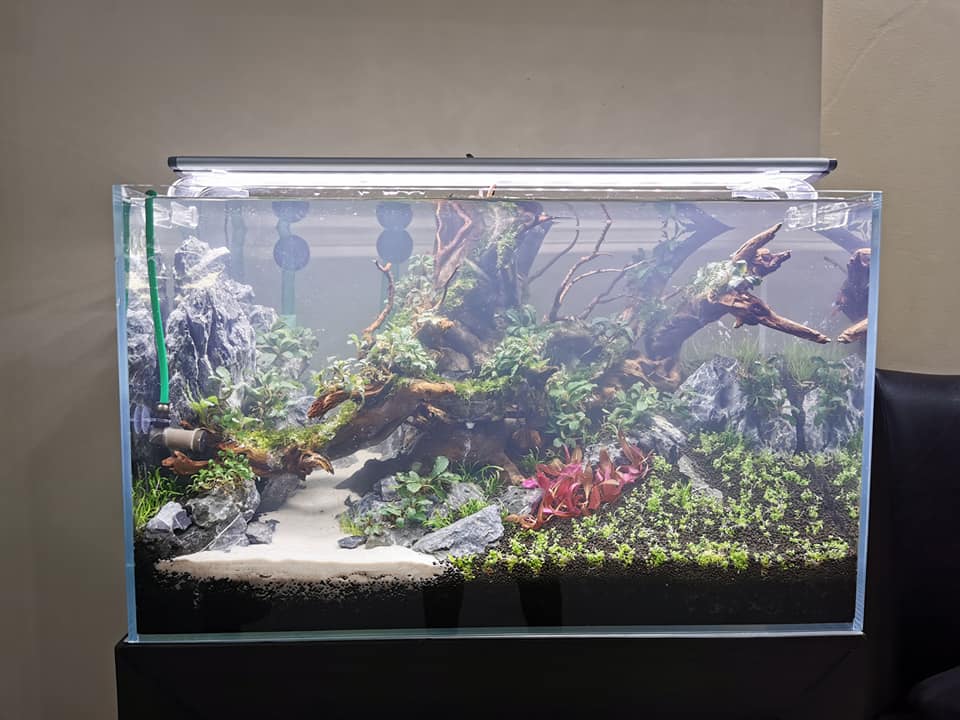 鱼缸用土霉素后怎么让水变白,金鱼缸水变白怎么处理