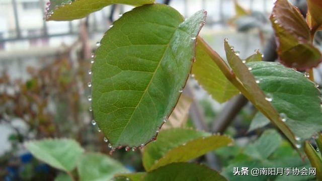 月季吐水,月季最怕三种水