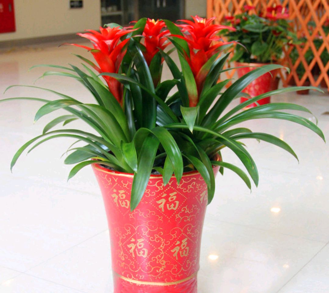 22种花耐旱耐热,天冷种花要注意什么