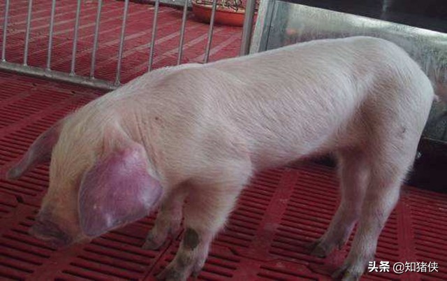 猪耳朵发红发紫是什么病用什么药,猪耳全部发红发紫是什么病