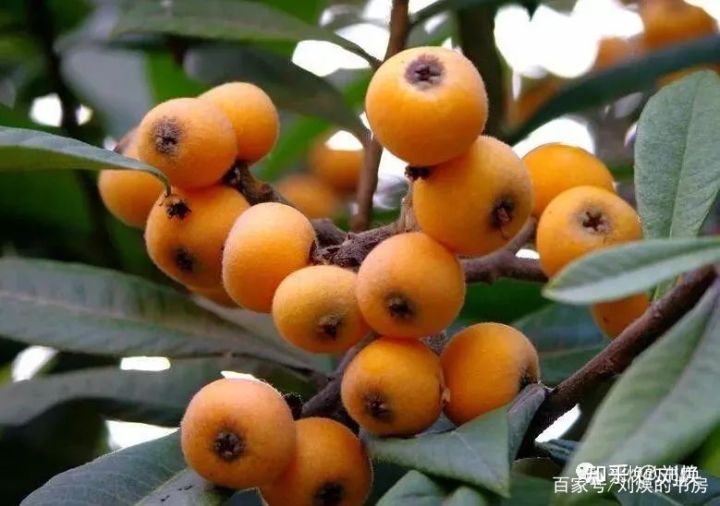 为什么英文中禅叫做“zen”，围棋叫做“go”，茶叫做“tea”？