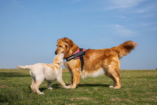 金毛月经期间能吃打虫药吗,金毛来月经可以洗澡吗