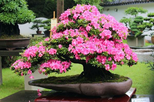 初学入门养花养什么植物,新手不懂的浇水方法