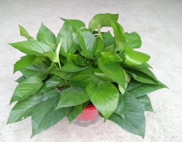 高温天气养绿萝？放点它，叶子油绿，1个月窜出2米长